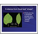 Evidence from fossil leaf “shape”