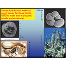 Ocean Acidification makes it <u>much</u> harder for these CaCO<sub>3</sub> biota to  make their hard parts